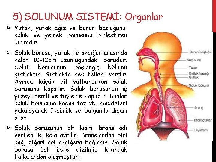 5) SOLUNUM SİSTEMİ: Organlar Ø Yutak, yutak ağız ve burun boşluğunu, soluk ve yemek