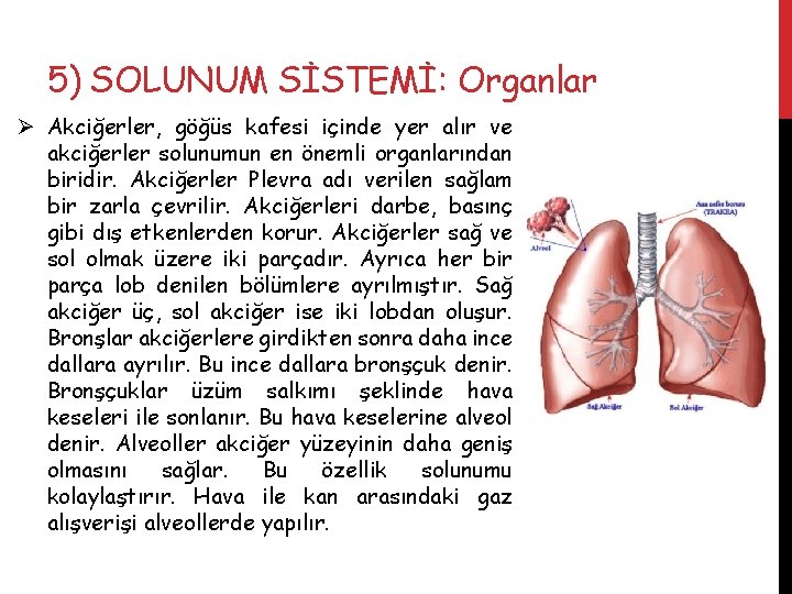 5) SOLUNUM SİSTEMİ: Organlar Ø Akciğerler, göğüs kafesi içinde yer alır ve akciğerler solunumun