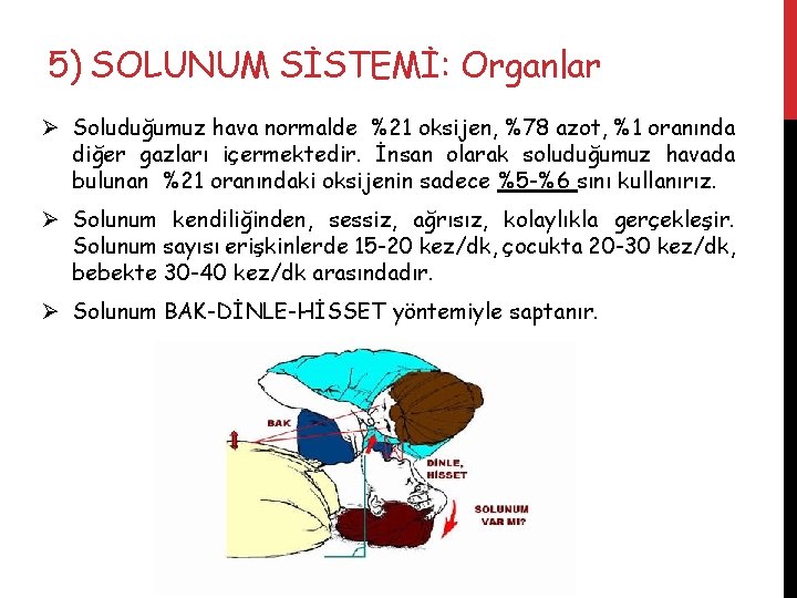 5) SOLUNUM SİSTEMİ: Organlar Ø Soluduğumuz hava normalde %21 oksijen, %78 azot, %1 oranında