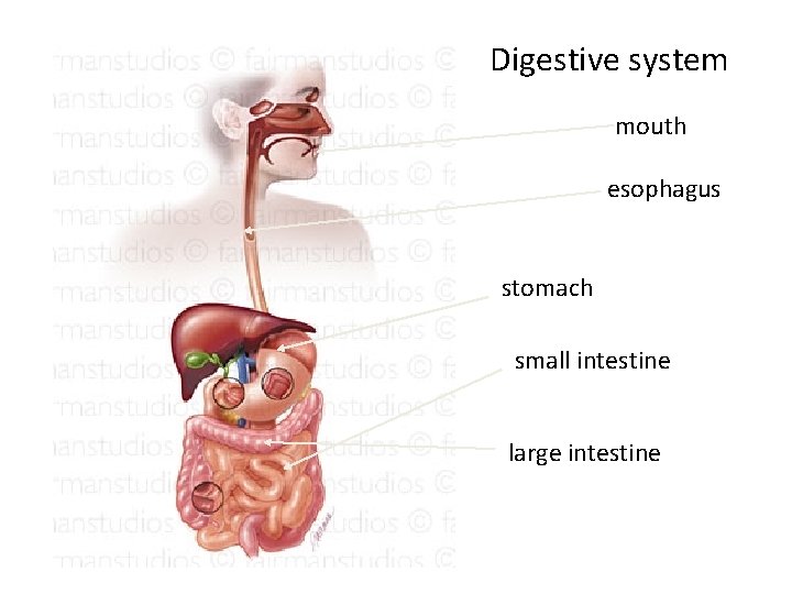 Digestive system mouth esophagus stomach small intestine large intestine 