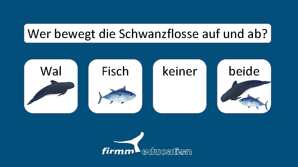 Wer bewegt die Schwanzflosse auf und ab? Wal Fisch keiner beide 