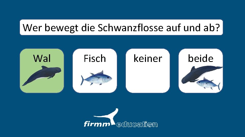 Wer bewegt die Schwanzflosse auf und ab? Wal Fisch keiner beide 