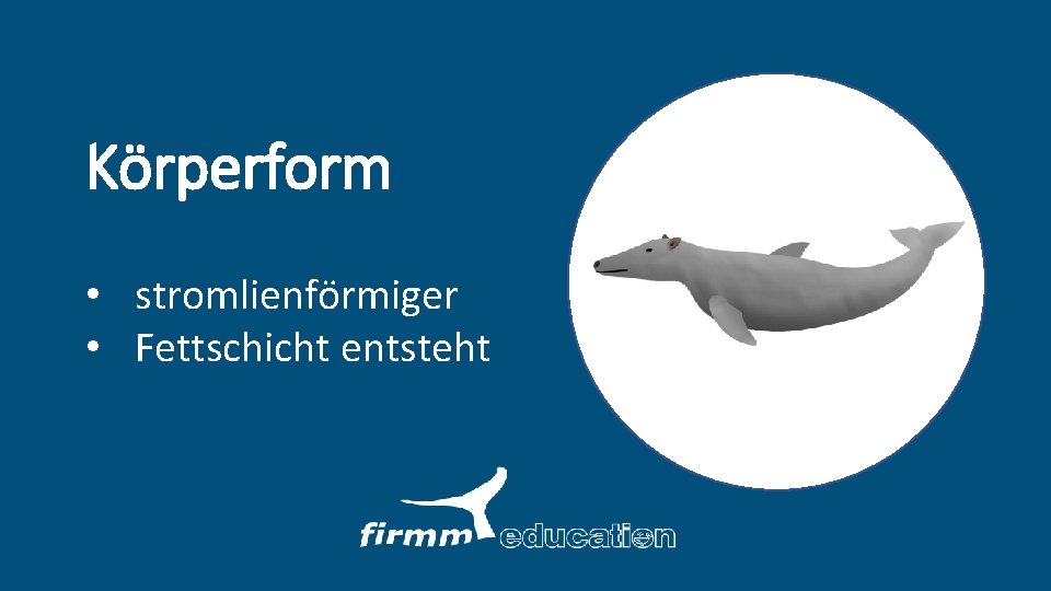 Körperform • stromlienförmiger • Fettschicht entsteht 