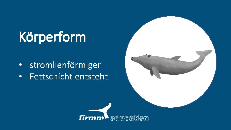 Körperform • stromlienförmiger • Fettschicht entsteht 