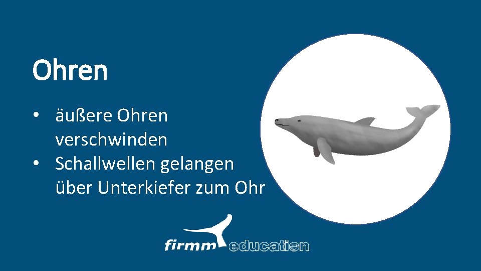 Ohren • äußere Ohren verschwinden • Schallwellen gelangen über Unterkiefer zum Ohr 