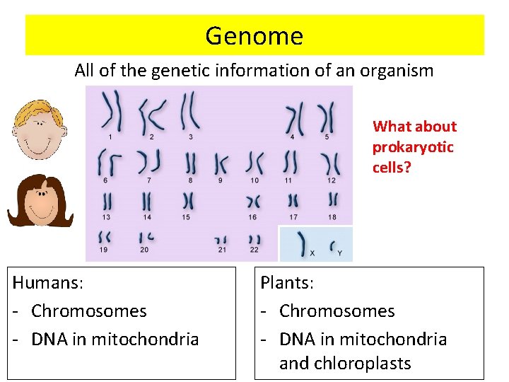 Genome All of the genetic information of an organism What about prokaryotic cells? Humans: