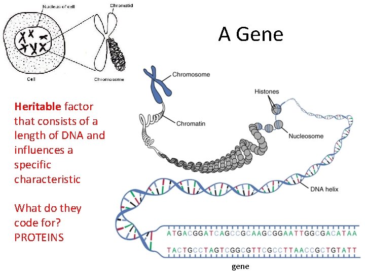 A Gene Heritable factor that consists of a length of DNA and influences a