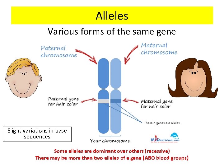 Alleles Various forms of the same gene Slight variations in base sequences Some alleles
