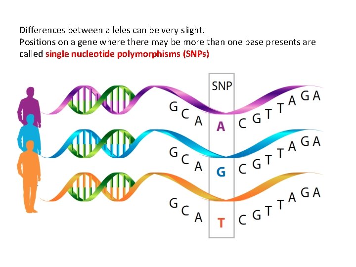 Differences between alleles can be very slight. Positions on a gene where there may