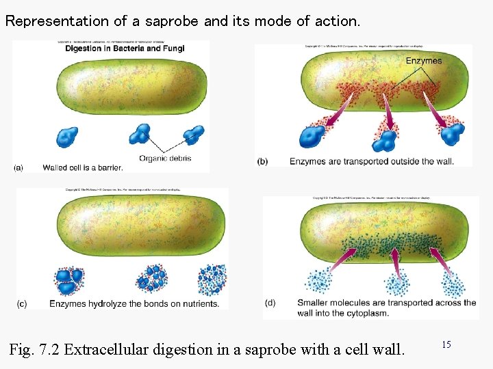 Representation of a saprobe and its mode of action. Fig. 7. 2 Extracellular digestion