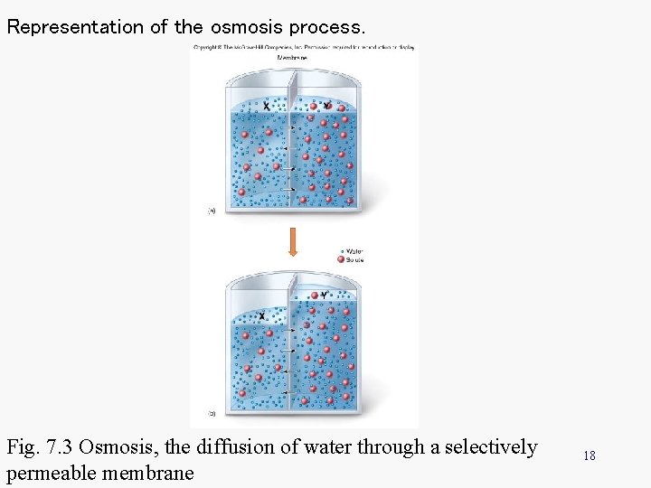 Representation of the osmosis process. Fig. 7. 3 Osmosis, the diffusion of water through