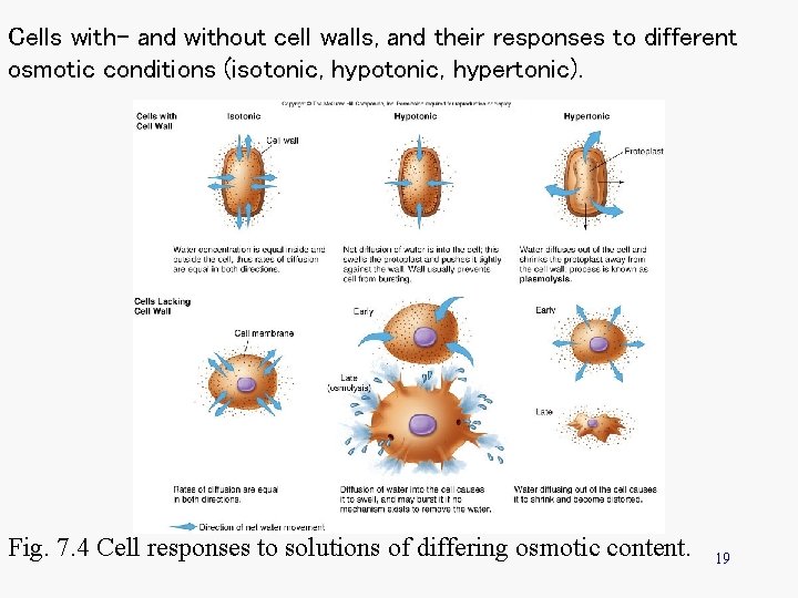 Cells with- and without cell walls, and their responses to different osmotic conditions (isotonic,