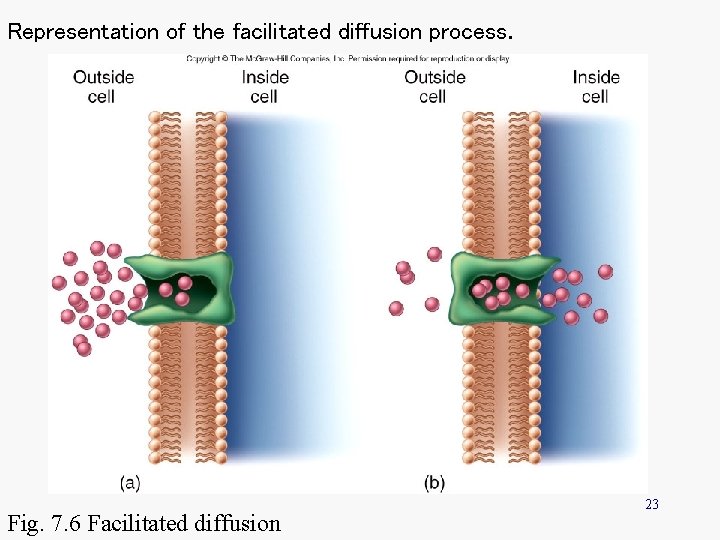 Representation of the facilitated diffusion process. Fig. 7. 6 Facilitated diffusion 23 