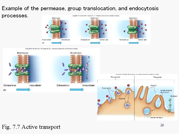 Example of the permease, group translocation, and endocytosis processes. Fig. 7. 7 Active transport