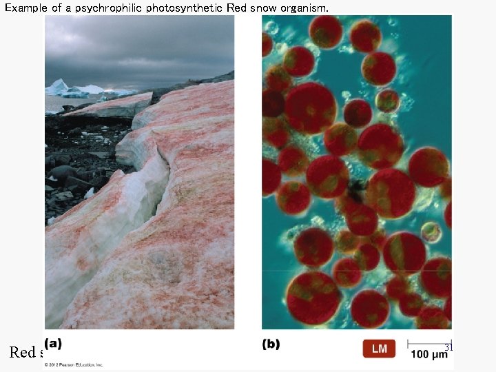 Example of a psychrophilic photosynthetic Red snow organism. Red snow 31 