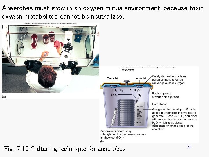 Anaerobes must grow in an oxygen minus environment, because toxic oxygen metabolites cannot be
