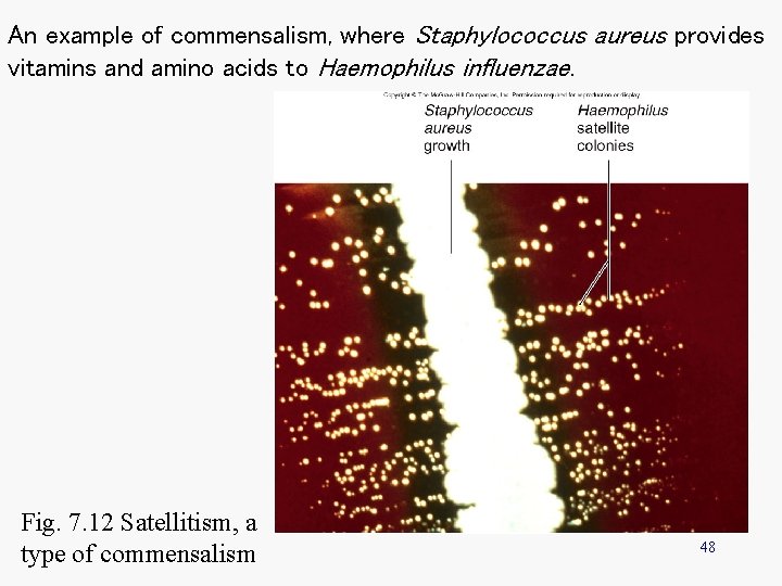An example of commensalism, where Staphylococcus aureus provides vitamins and amino acids to Haemophilus