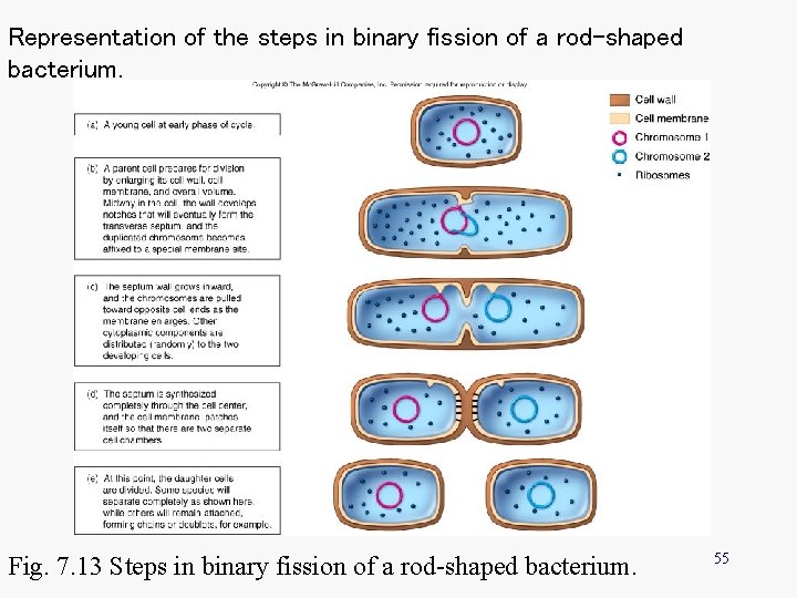 Representation of the steps in binary fission of a rod-shaped bacterium. Fig. 7. 13