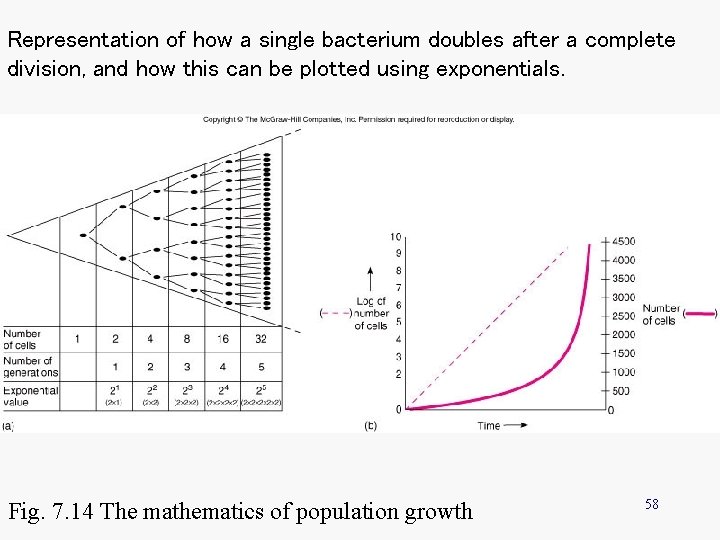 Representation of how a single bacterium doubles after a complete division, and how this