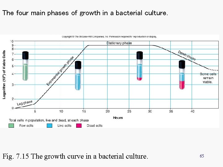 The four main phases of growth in a bacterial culture. Fig. 7. 15 The