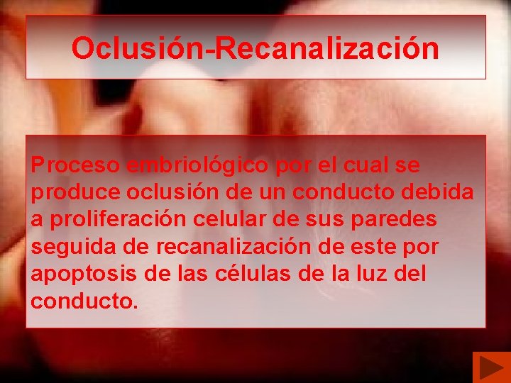 Oclusión-Recanalización Proceso embriológico por el cual se produce oclusión de un conducto debida a