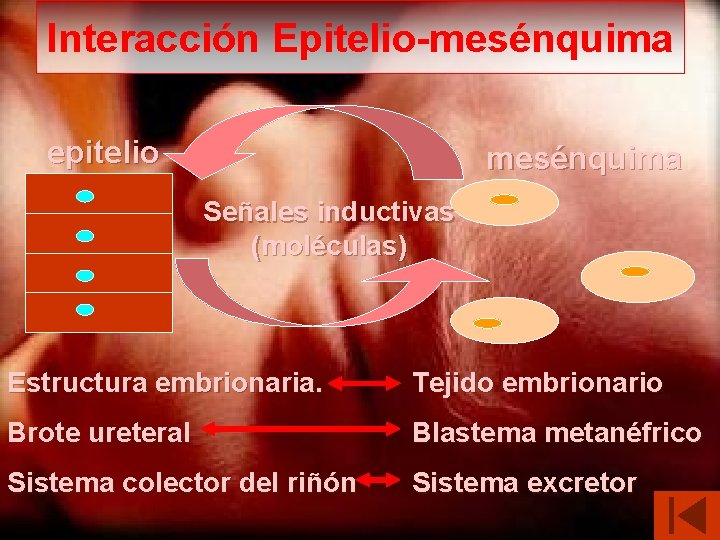 Interacción Epitelio-mesénquima epitelio mesénquima Señales inductivas (moléculas) Estructura embrionaria. Tejido embrionario Brote ureteral Blastema
