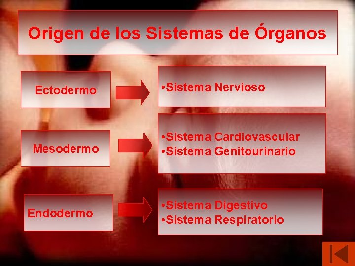 Origen de los Sistemas de Órganos Ectodermo • Sistema Nervioso Mesodermo • Sistema Cardiovascular