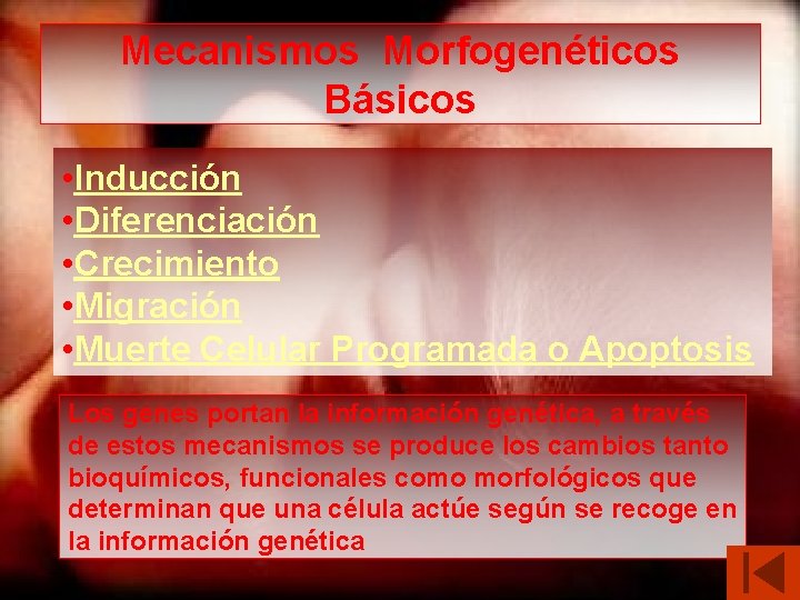 Mecanismos Morfogenéticos Básicos • Inducción • Diferenciación • Crecimiento • Migración • Muerte Celular