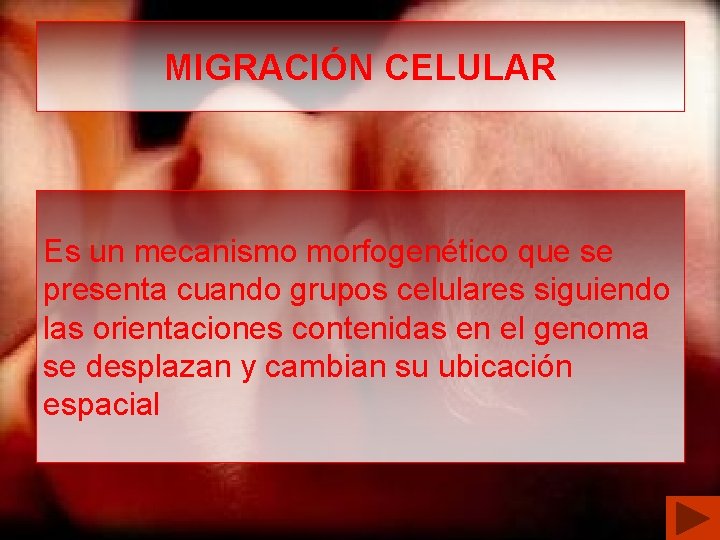 MIGRACIÓN CELULAR Es un mecanismo morfogenético que se presenta cuando grupos celulares siguiendo las