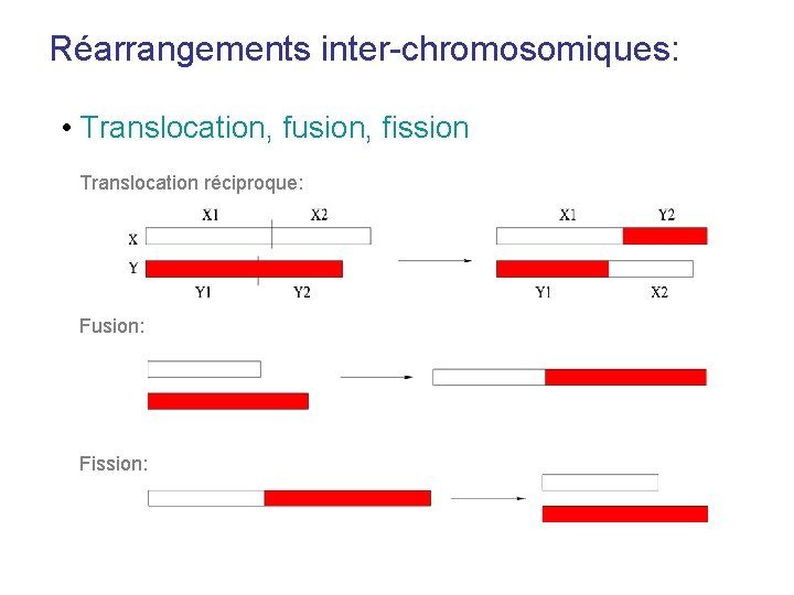 Réarrangements inter-chromosomiques: • Translocation, fusion, fission Translocation réciproque: Fusion: Fission: 