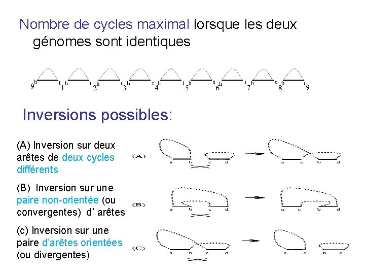 Nombre de cycles maximal lorsque les deux génomes sont identiques Inversions possibles: (A) Inversion