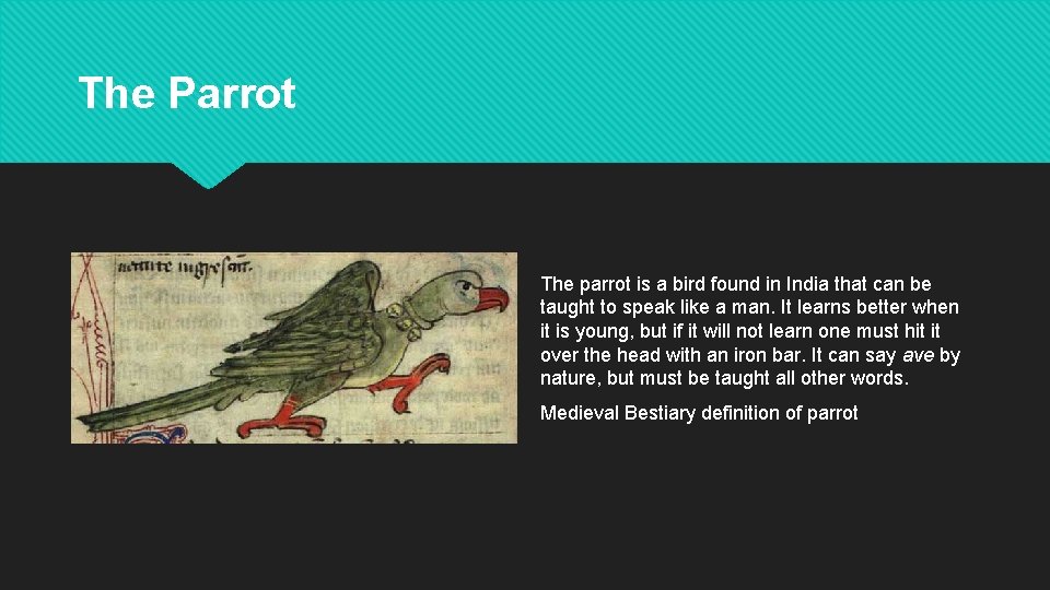 The Parrot The parrot is a bird found in India that can be taught