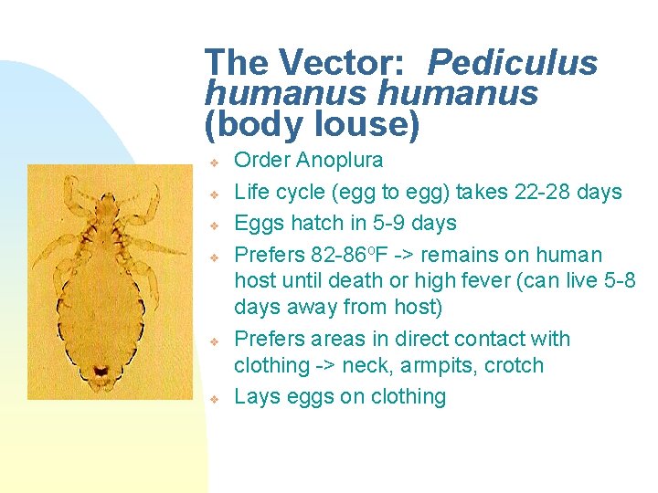 The Vector: Pediculus humanus (body louse) v v v Order Anoplura Life cycle (egg