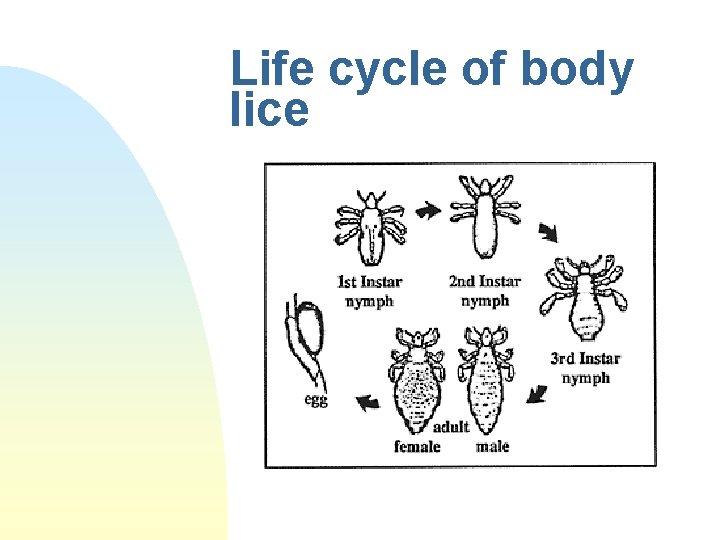 Life cycle of body lice 