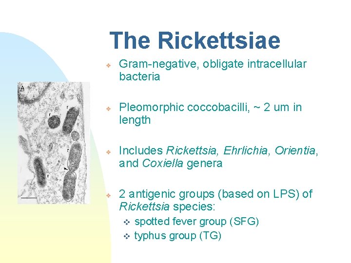 The Rickettsiae v v Gram-negative, obligate intracellular bacteria Pleomorphic coccobacilli, ~ 2 um in