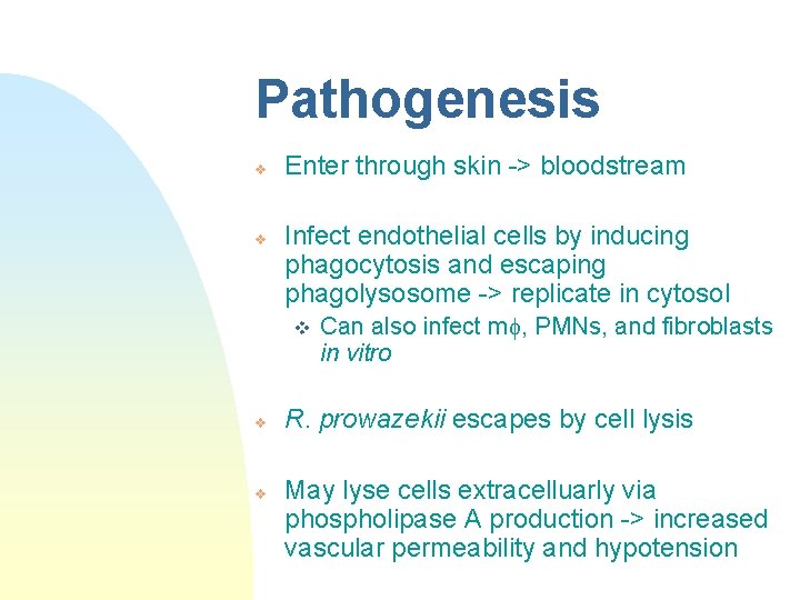 Pathogenesis v v Enter through skin -> bloodstream Infect endothelial cells by inducing phagocytosis
