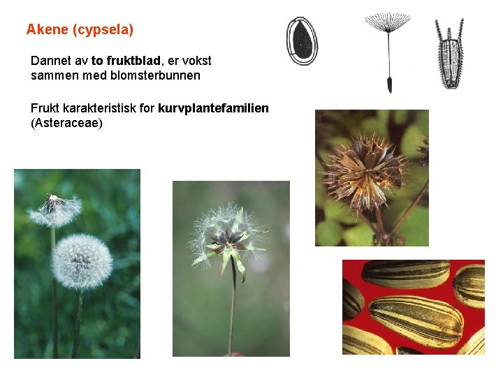 Akene (cypsela) Dannet av to fruktblad, er vokst sammen med blomsterbunnen Frukt karakteristisk for