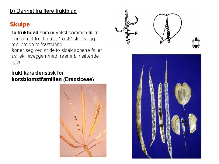 b) Dannet fra flere fruktblad Skulpe to fruktblad som er vokst sammen til en