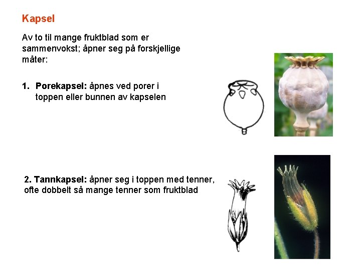 Kapsel Av to til mange fruktblad som er sammenvokst; åpner seg på forskjellige måter: