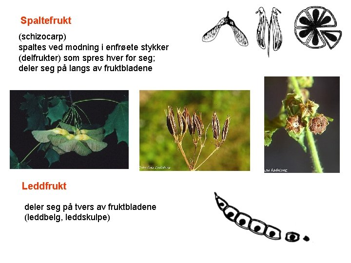 Spaltefrukt (schizocarp) spaltes ved modning i enfrøete stykker (delfrukter) som spres hver for seg;