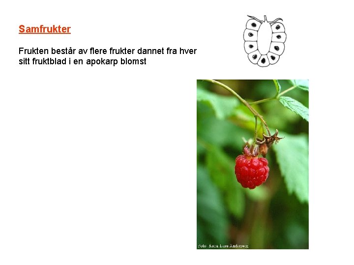 Samfrukter Frukten består av flere frukter dannet fra hver sitt fruktblad i en apokarp