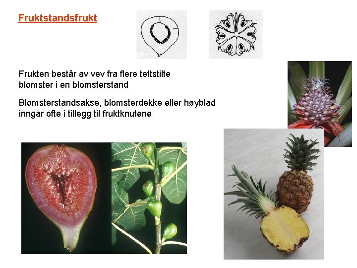 Fruktstandsfrukt Frukten består av vev fra flere tettstilte blomster i en blomsterstand Blomsterstandsakse, blomsterdekke