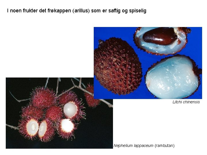 I noen frukter det frøkappen (arillus) som er saftig og spiselig Litchi chinensis Nephelium