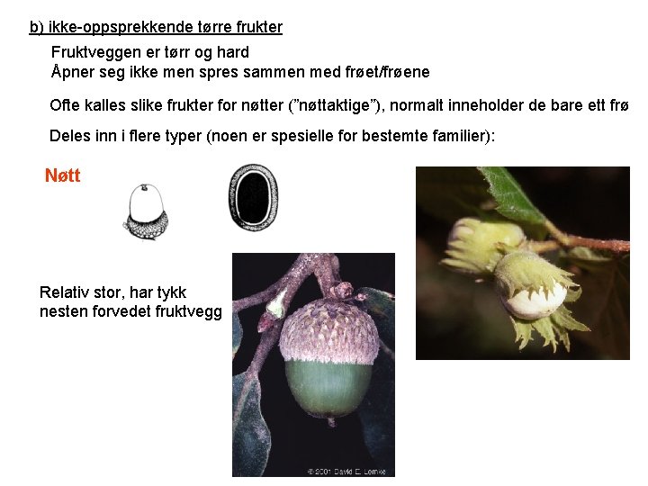 b) ikke-oppsprekkende tørre frukter Fruktveggen er tørr og hard Åpner seg ikke men spres