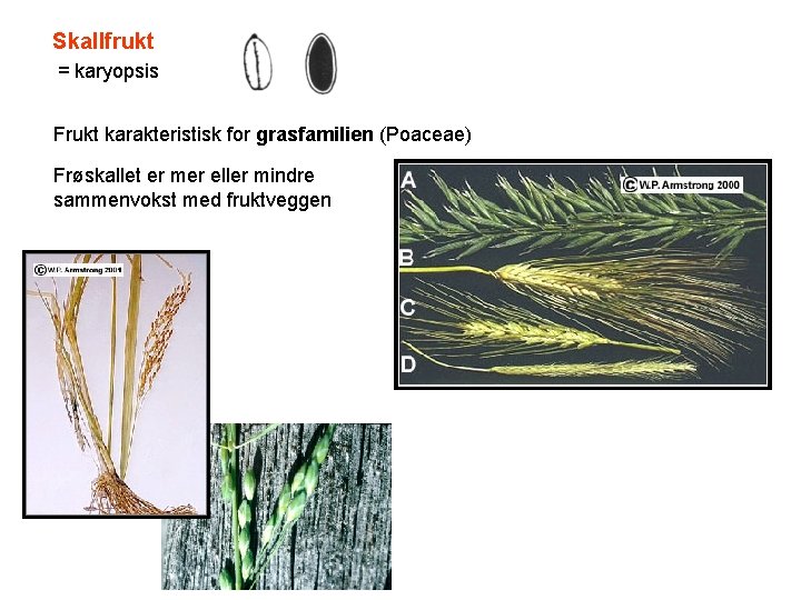 Skallfrukt = karyopsis Frukt karakteristisk for grasfamilien (Poaceae) Frøskallet er mer eller mindre sammenvokst