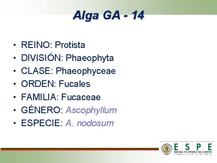 Alga GA - 14 • • REINO: Protista DIVISIÓN: Phaeophyta CLASE: Phaeophyceae ORDEN: Fucales