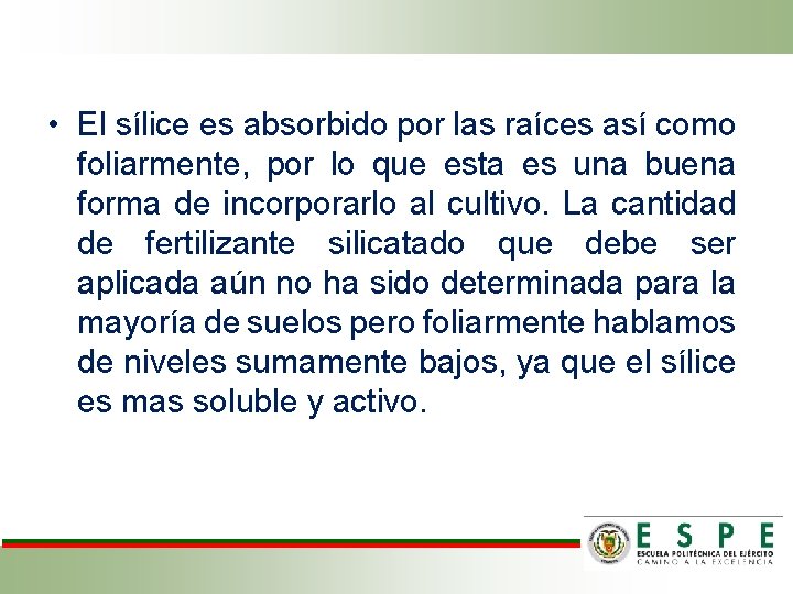  • El sílice es absorbido por las raíces así como foliarmente, por lo