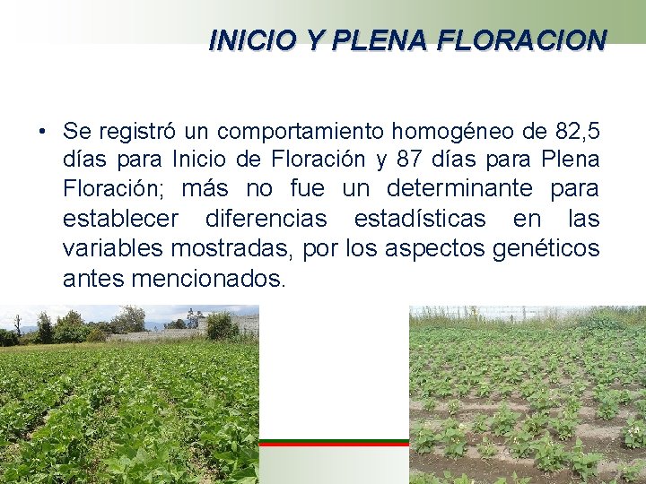 INICIO Y PLENA FLORACION • Se registró un comportamiento homogéneo de 82, 5 días