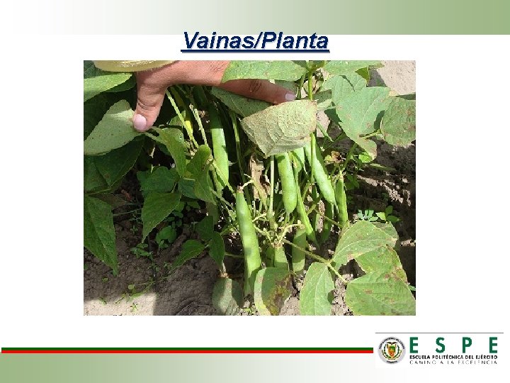 Vainas/Planta 
