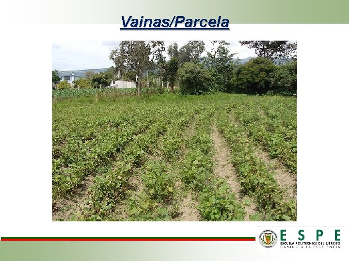 Vainas/Parcela 